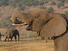 Elephant in Chobe