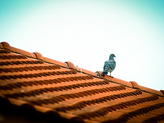 Bird on my roof