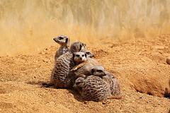 Meerkats