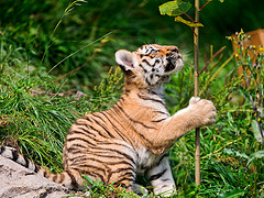 «This tree must go away!»