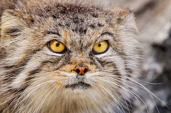 Intense female Pallas' cat