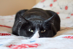 flat cat