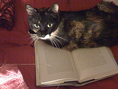 Josie is happiest when sitting on the book I'm trying to read.