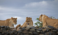 Lions 5