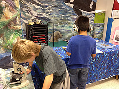 Insect Exhibit in the Barrett Discovery Lab