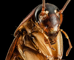 Periplaneta americana, Face, MD, Prince Georges county_2014-02-27-15.31.28 ZS PMax